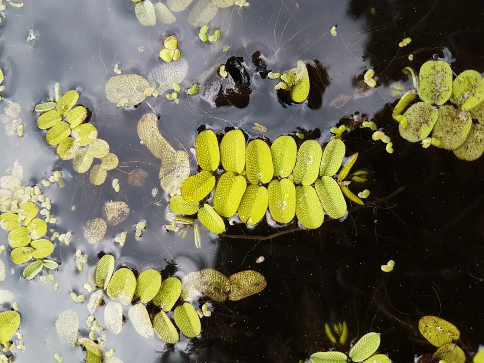 Floating Watermoss (Salvinia) (Salvinia natans)