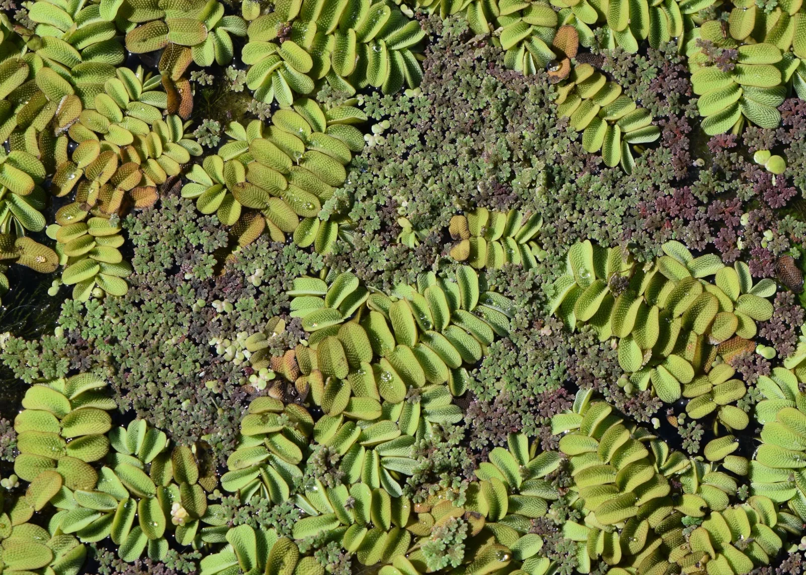 Floating Watermoss (Salvinia) (Salvinia natans)