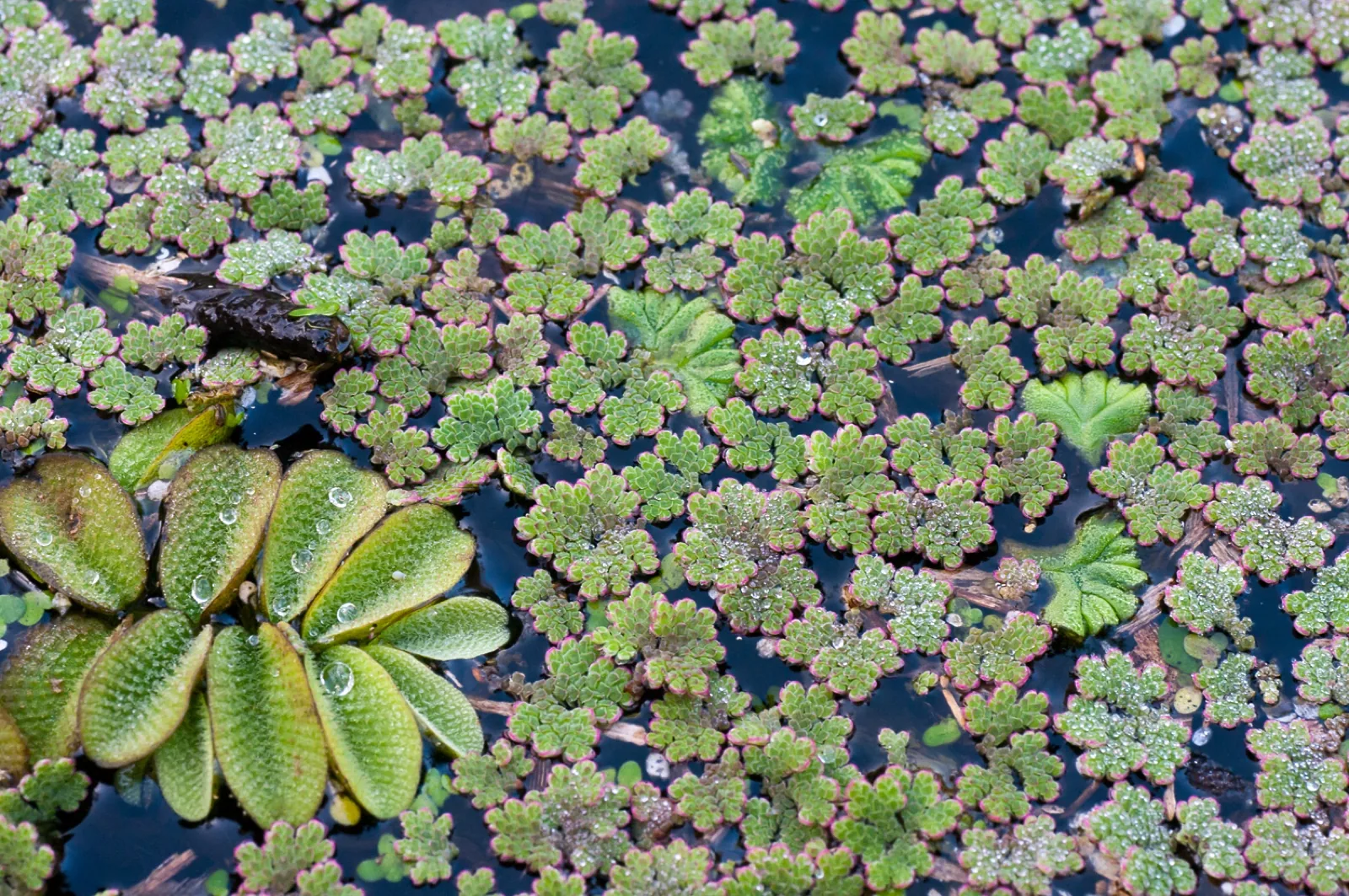 Floating Watermoss (Salvinia) (Salvinia natans)
