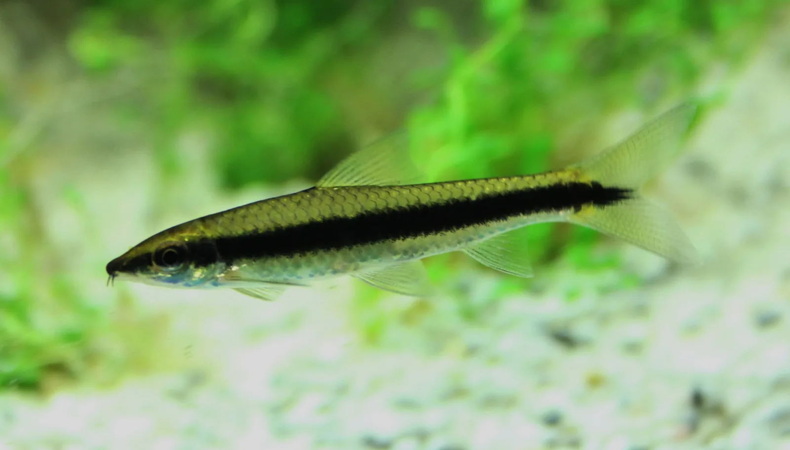 Siamese Algae Eater (Crossocheilus langei)