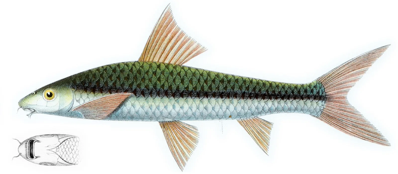Siamese Algae Eater (Crossocheilus langei)