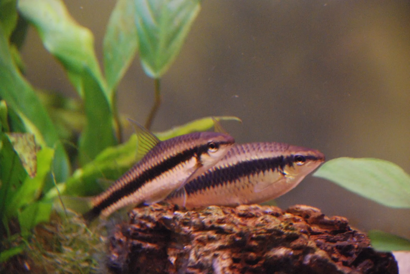 Siamese Algae Eater (Crossocheilus langei)