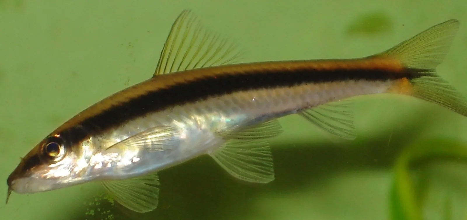 Siamese Algae Eater (Crossocheilus langei)