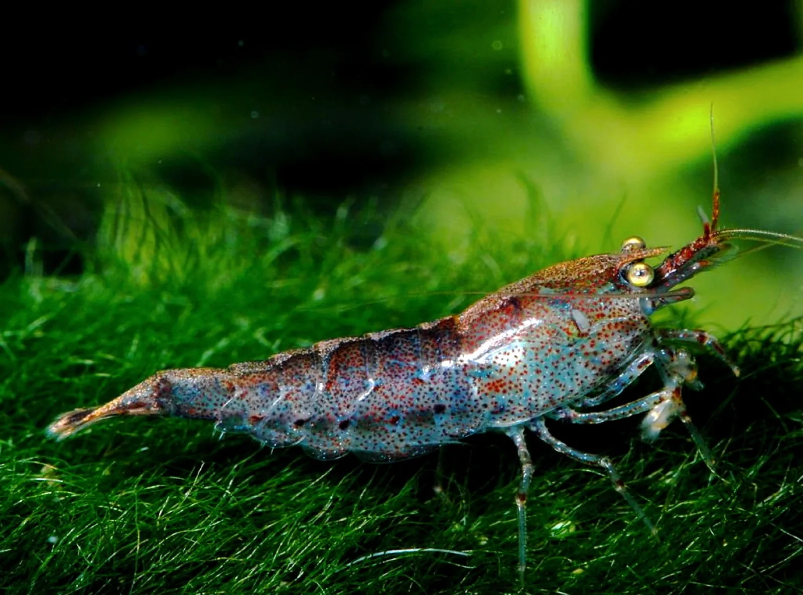 Snowball Shrimp (Neocaridina palmata var.)