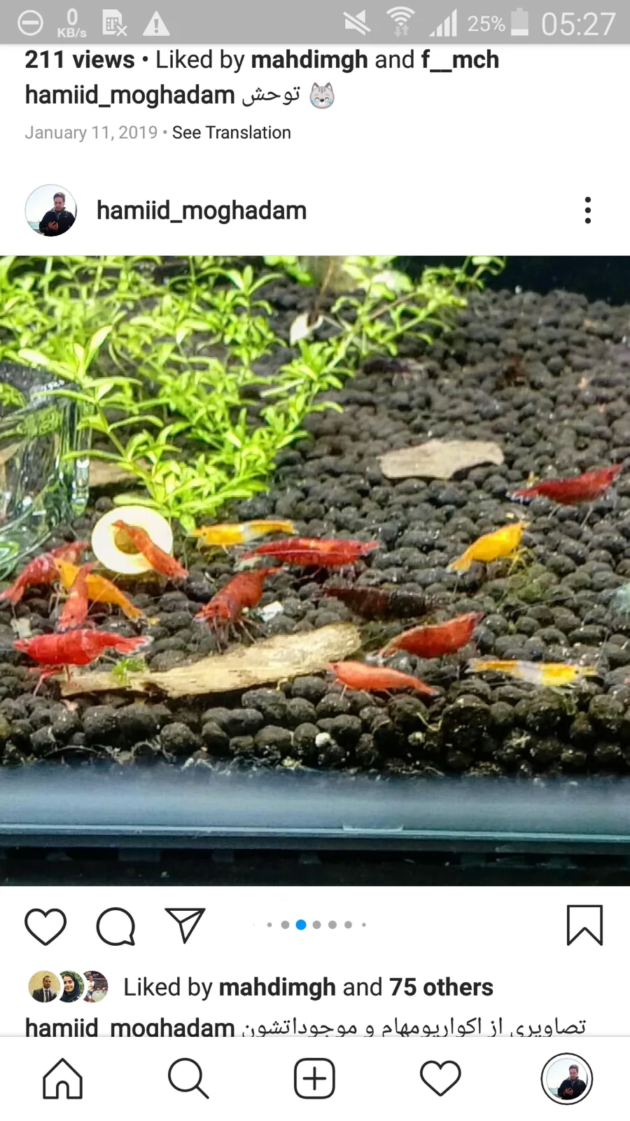 Snowball Shrimp (Neocaridina palmata var.)