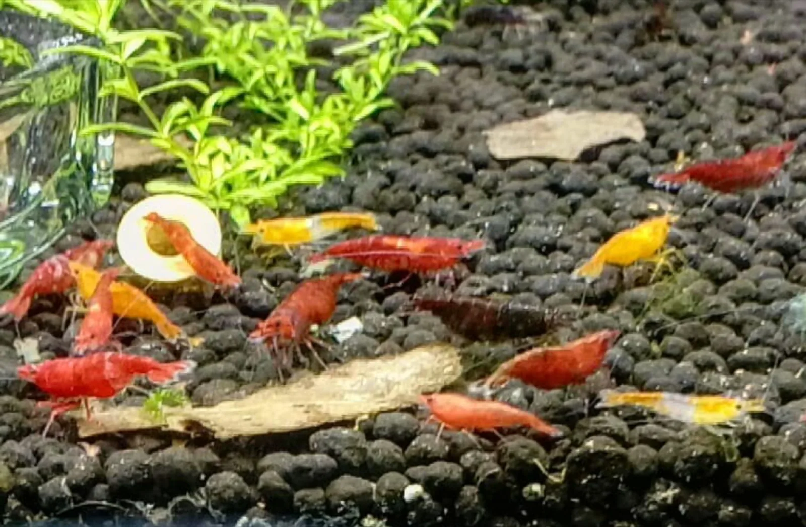 Snowball Shrimp (Neocaridina palmata var.)