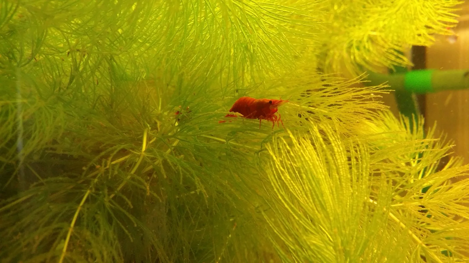 Snowball Shrimp (Neocaridina palmata var.)