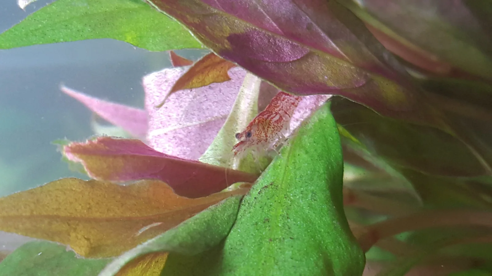 Snowball Shrimp (Neocaridina palmata var.)