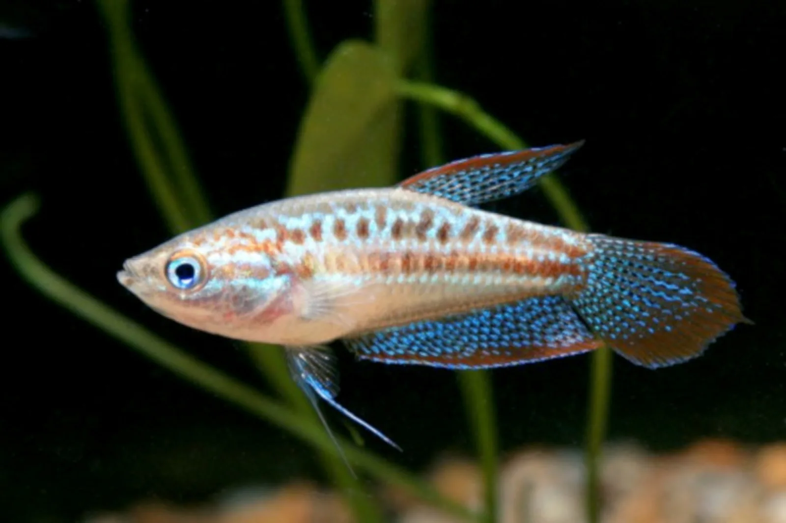 Sparkling Gourami (Trichopsis pumila)