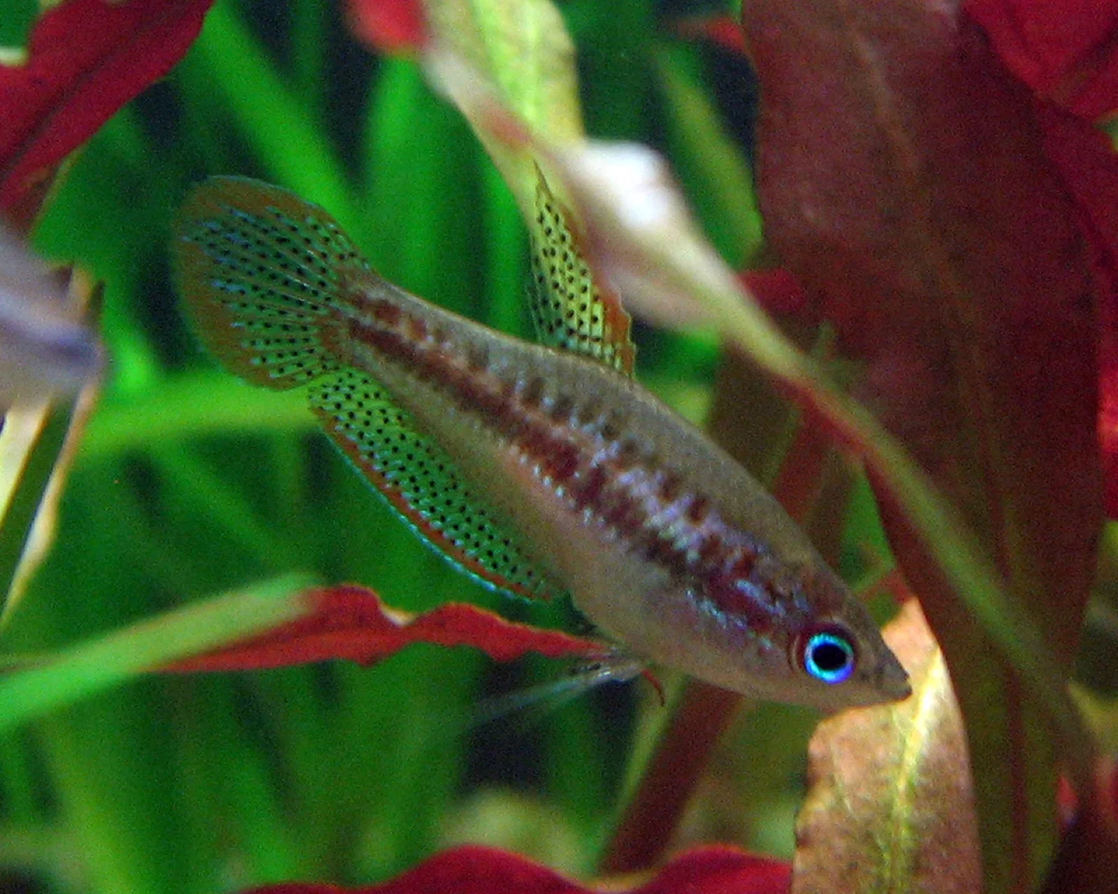 Sparkling Gourami (Trichopsis pumila)