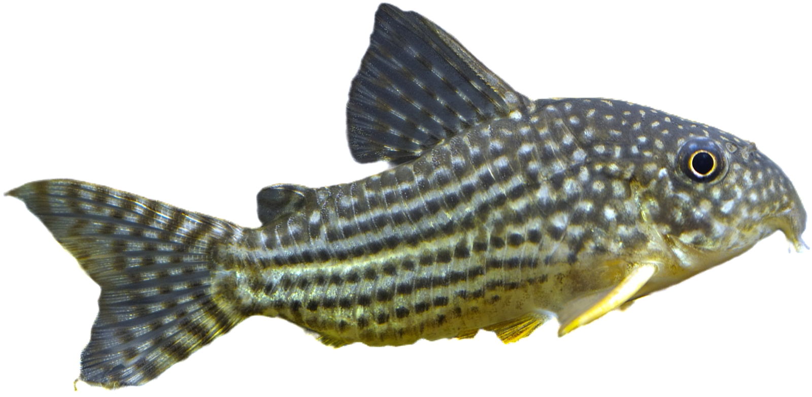 Sterbai Corydoras (Corydoras sterbai)