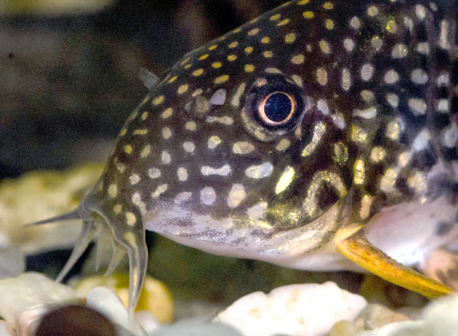 Sterbai Corydoras (Corydoras sterbai)