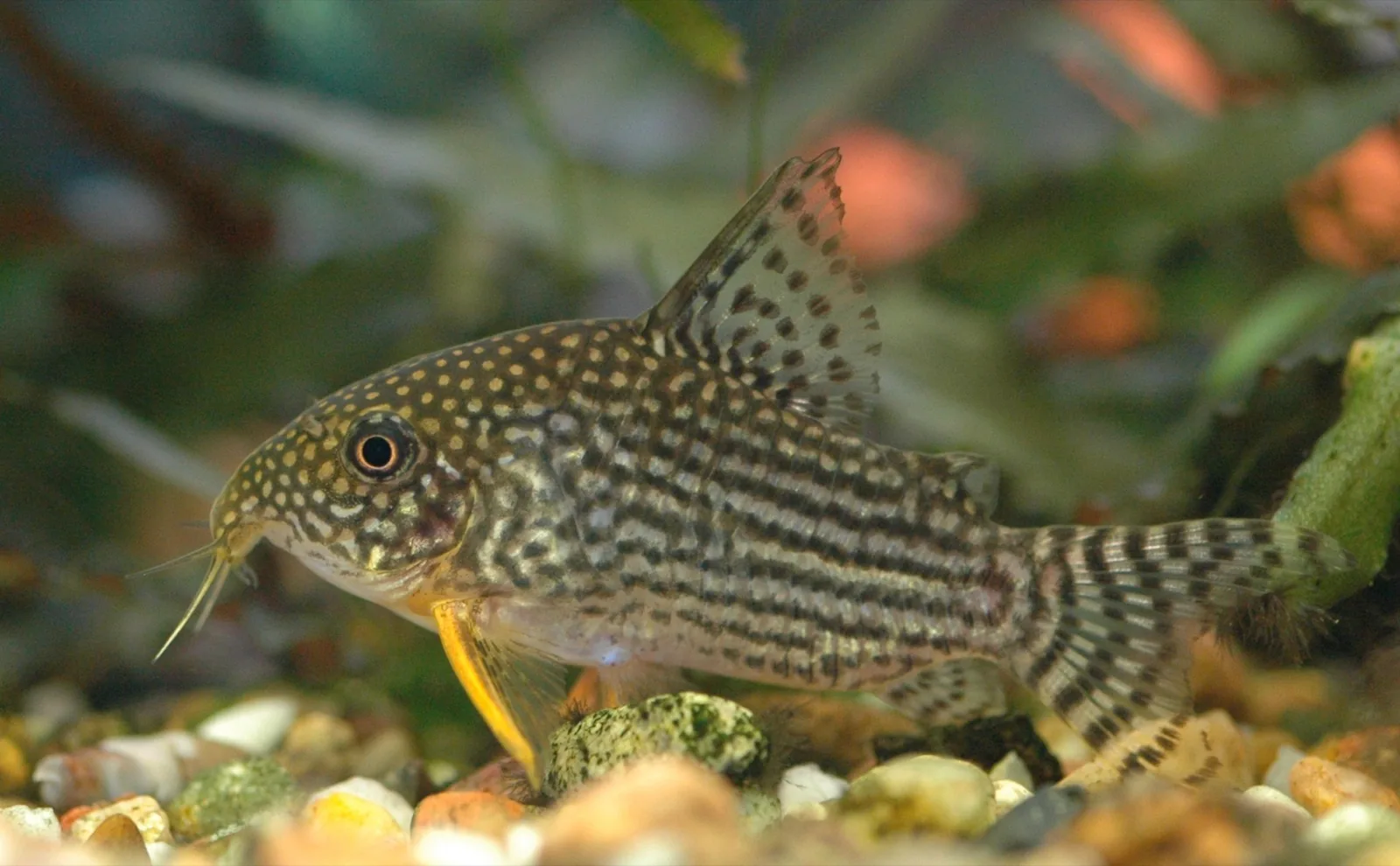Sterbai Corydoras (Corydoras sterbai)