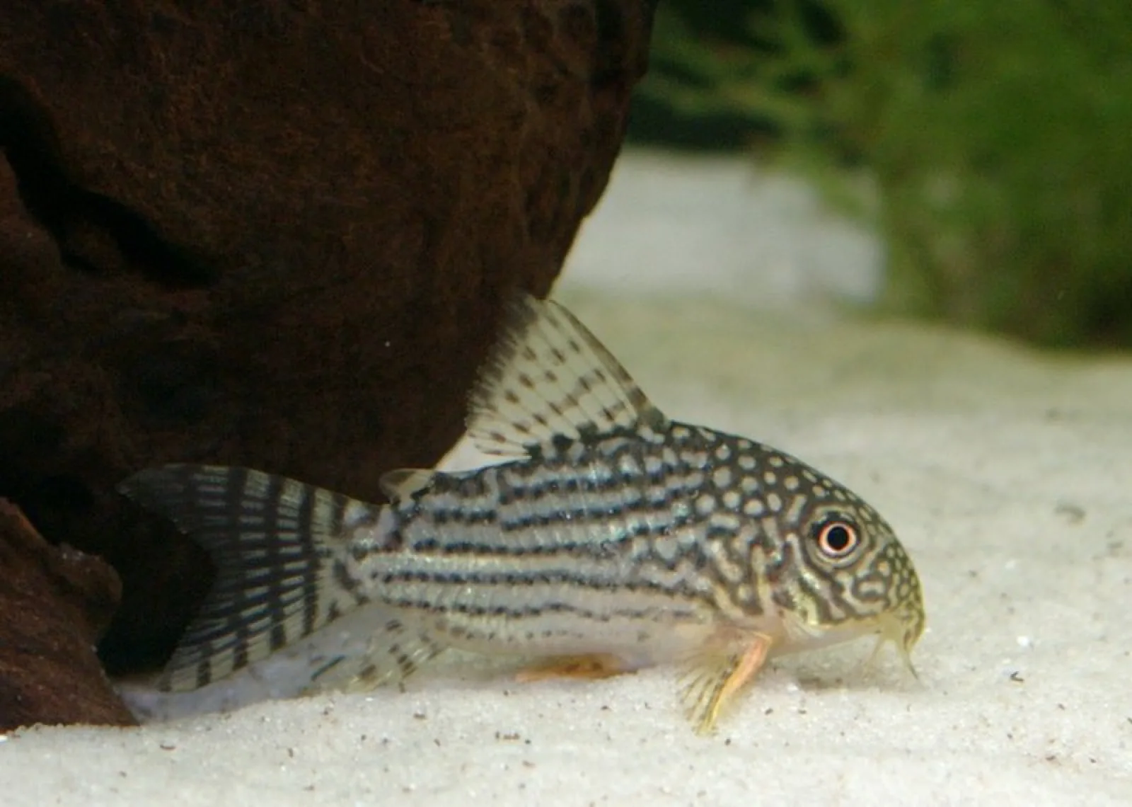 Sterbai Corydoras (Corydoras sterbai)