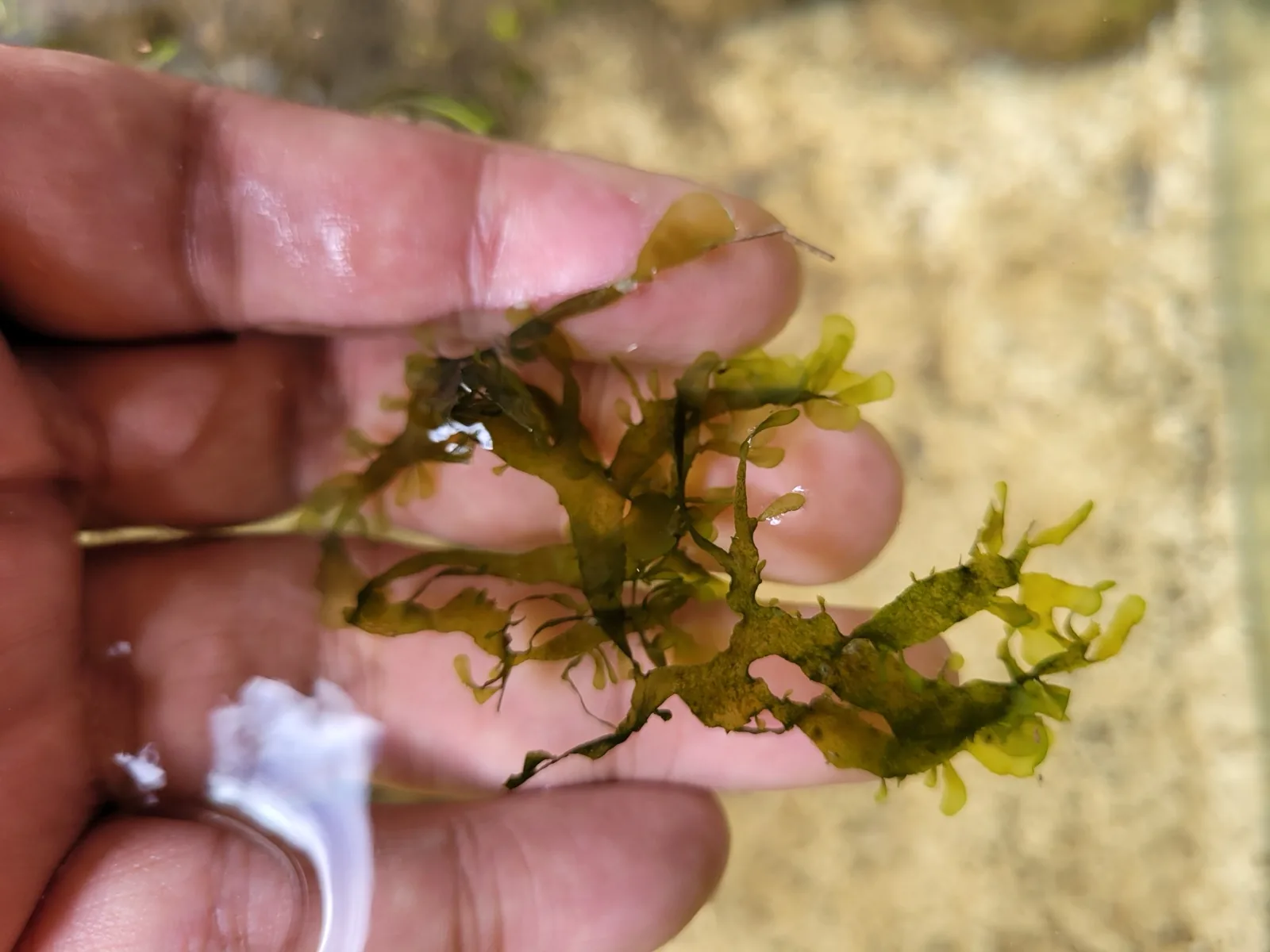 Süßwassertang / Mini Pellia (Lomariopsis lineata)
