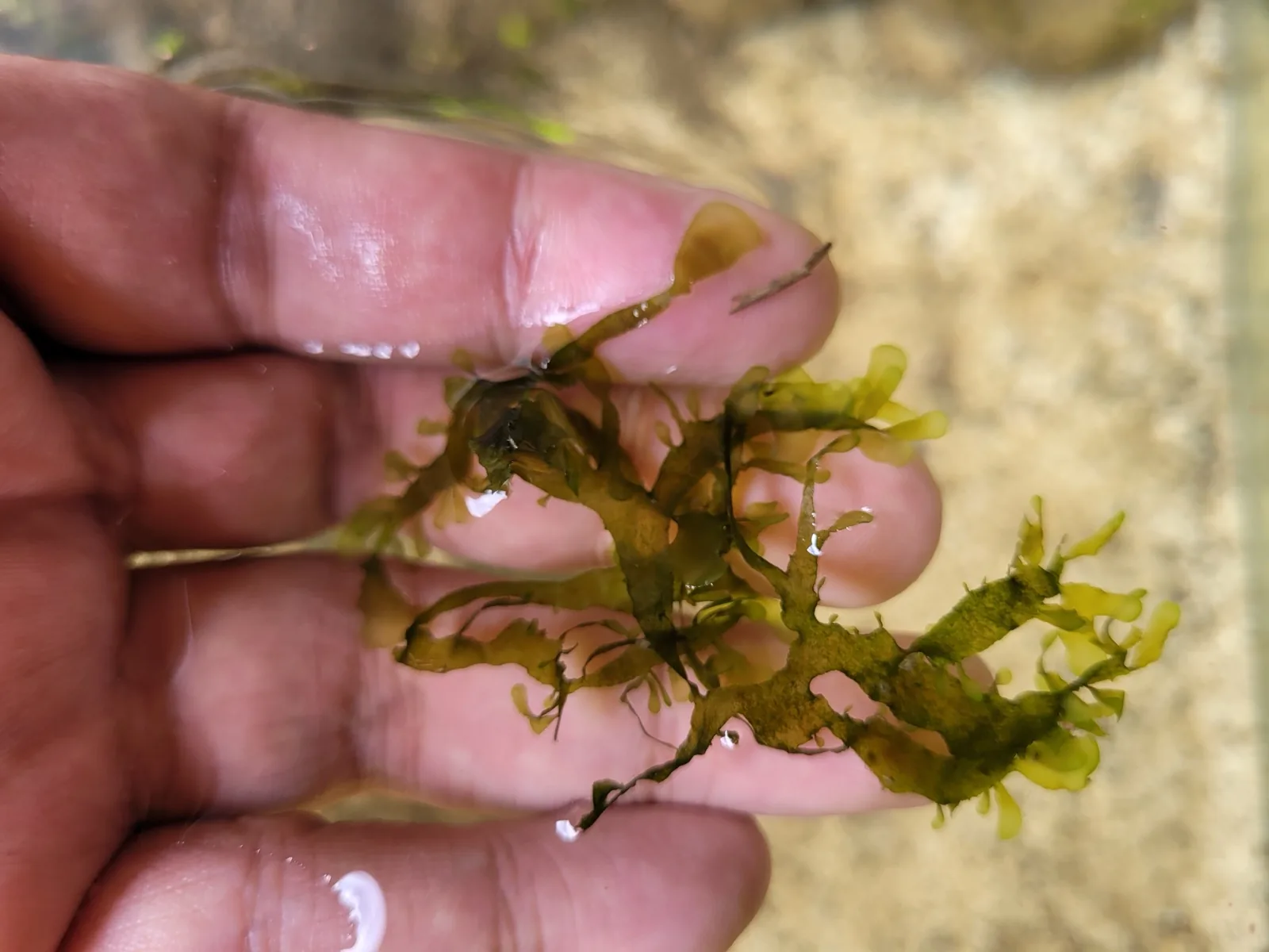 Süßwassertang / Mini Pellia (Lomariopsis lineata)
