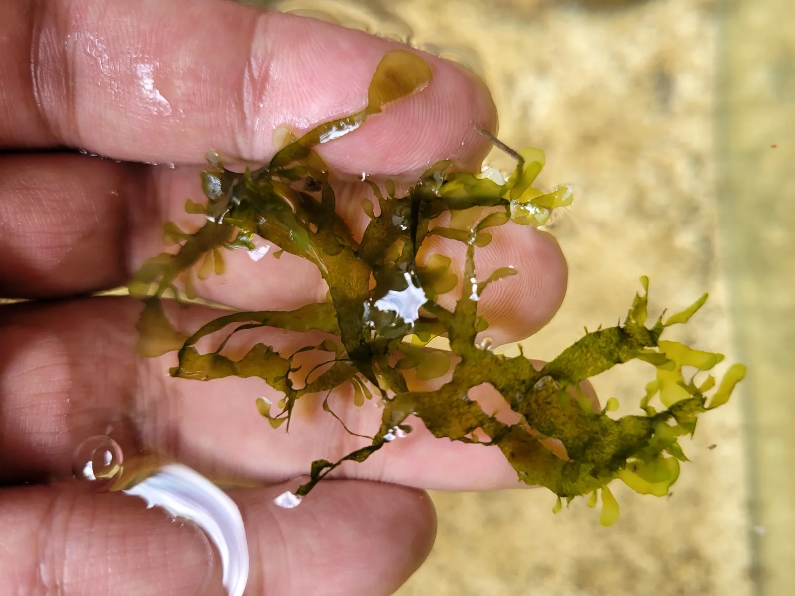 Süßwassertang / Mini Pellia (Lomariopsis lineata)