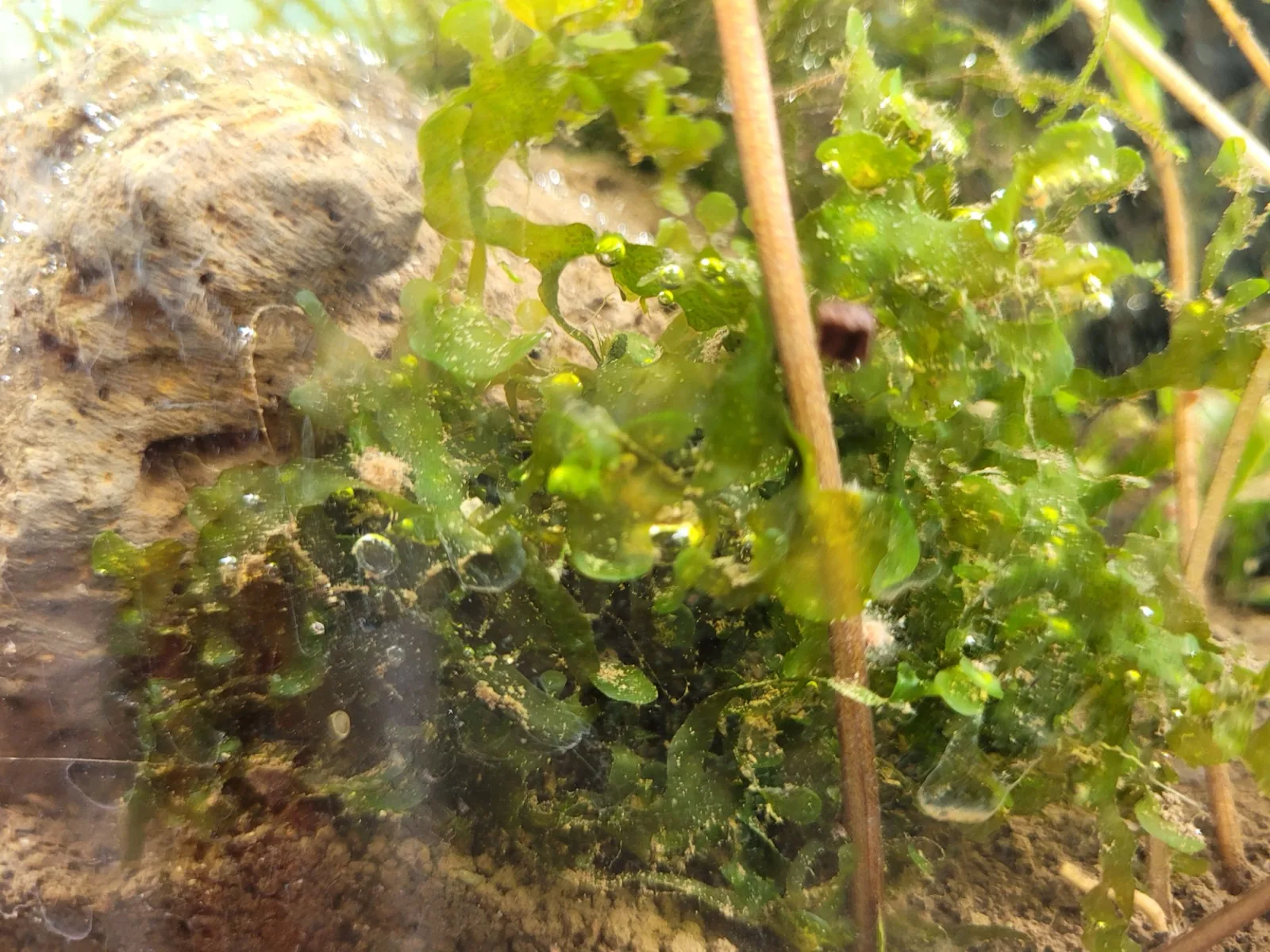 Süßwassertang / Mini Pellia (Lomariopsis lineata)