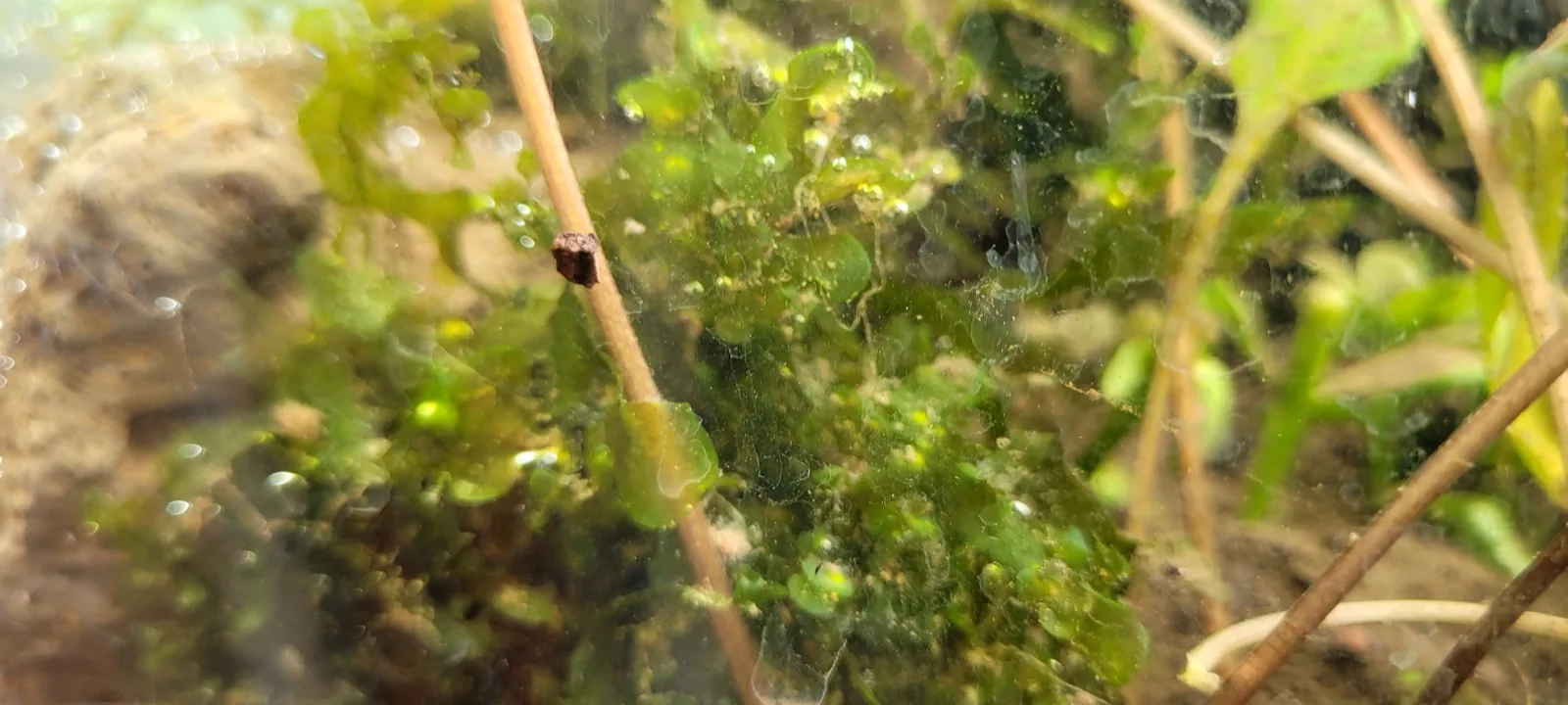 Süßwassertang / Mini Pellia (Lomariopsis lineata)