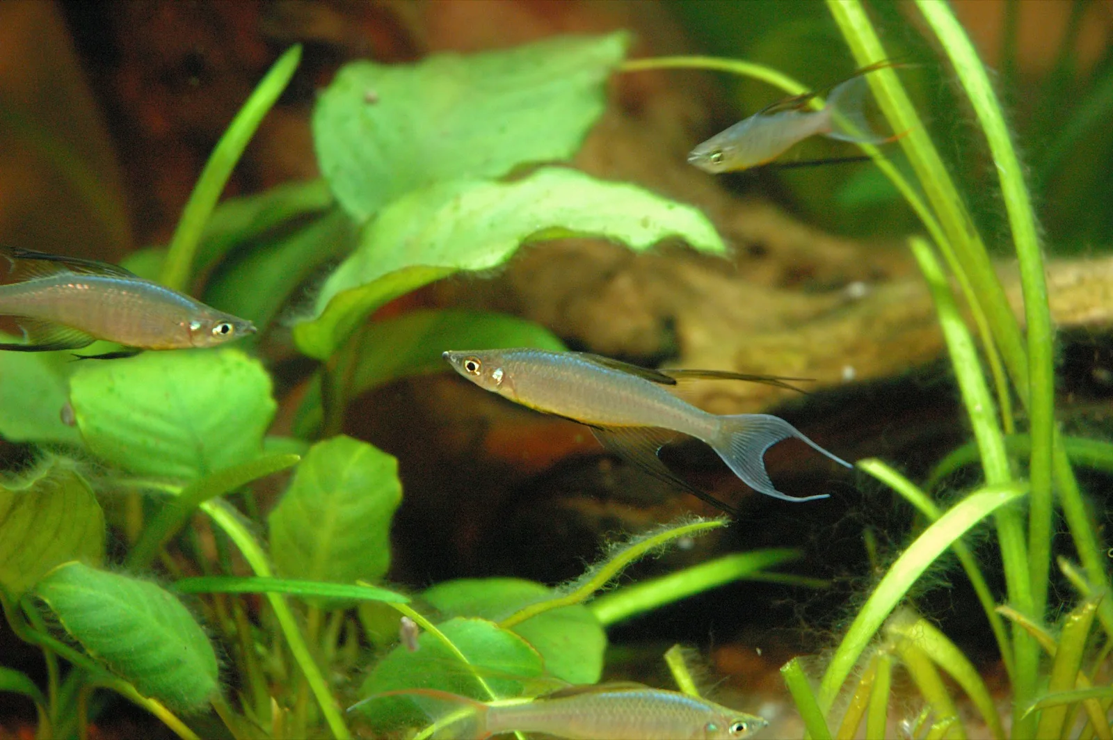 Threadfin Rainbowfish (Iriatherina werneri)