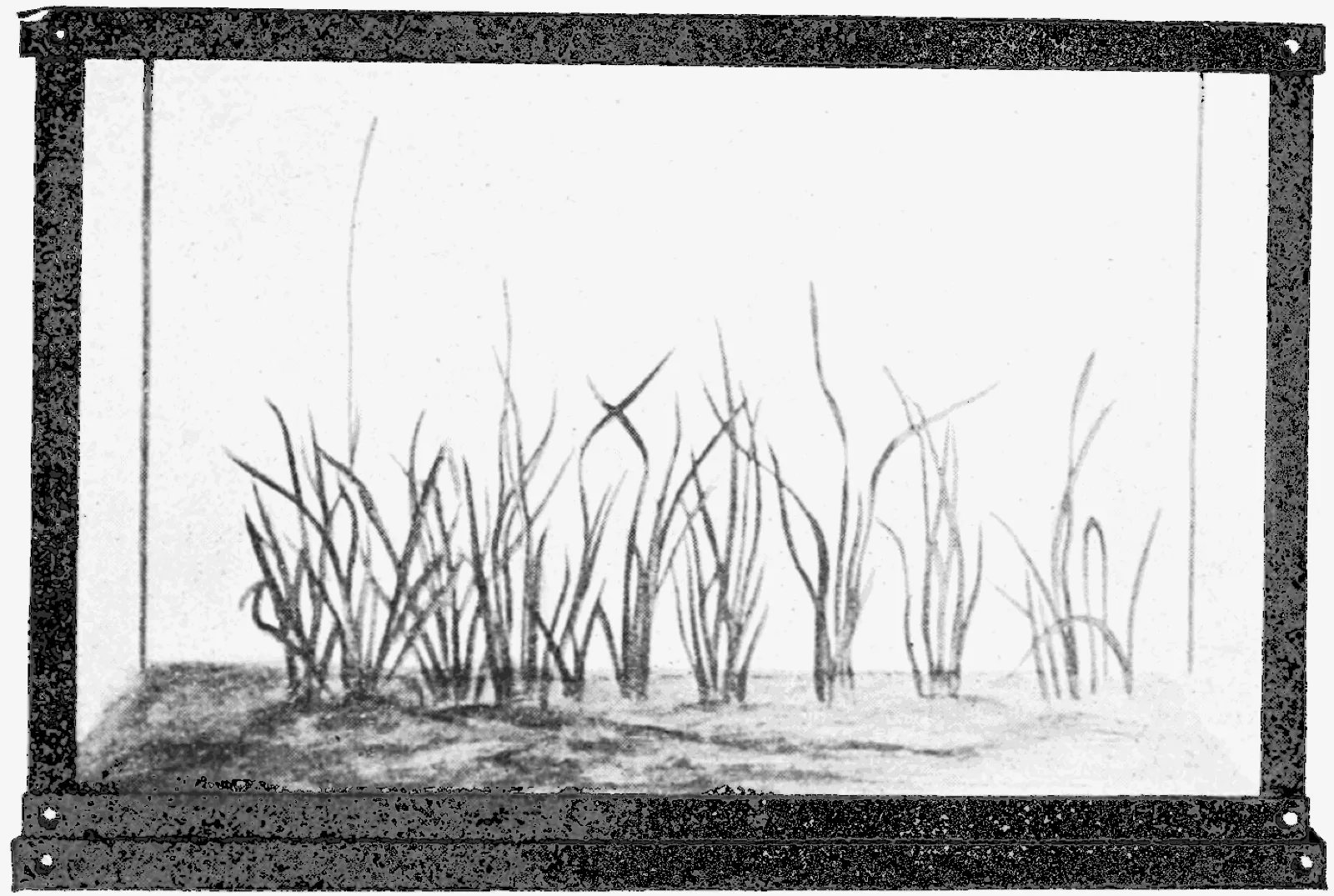 Vallisneria Spiralis (Vallisneria spiralis)