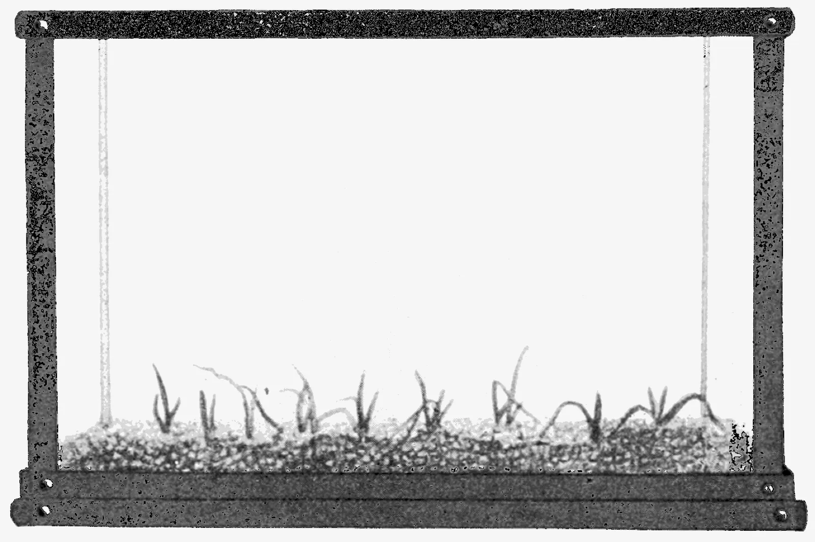 Vallisneria Spiralis (Vallisneria spiralis)