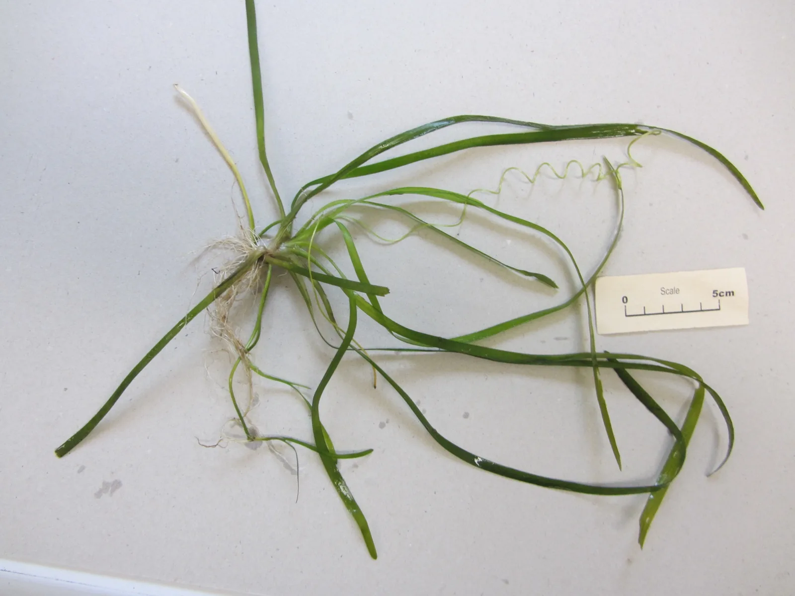 Vallisneria Spiralis (Vallisneria spiralis)