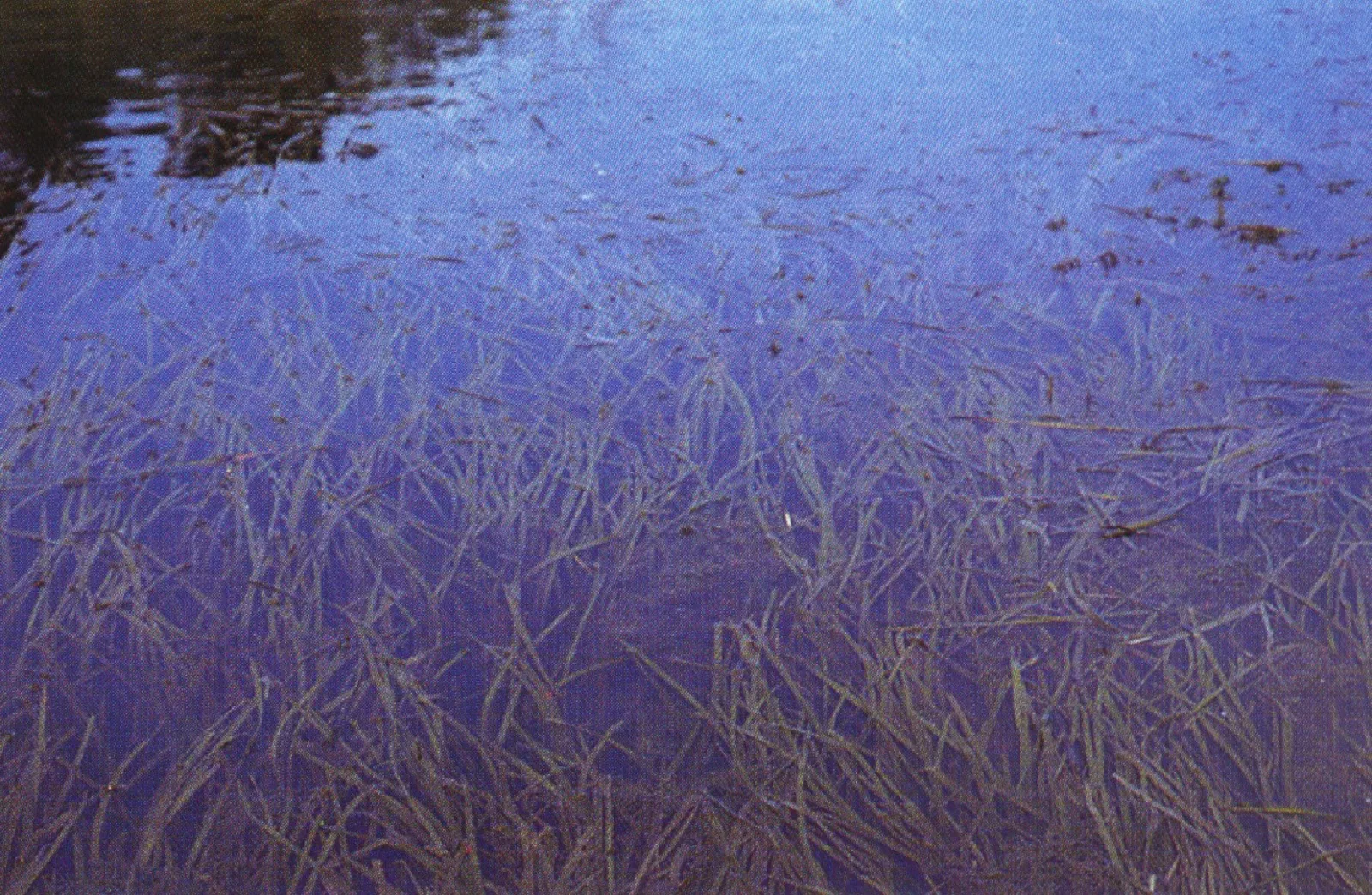 Vallisneria Spiralis (Vallisneria spiralis)