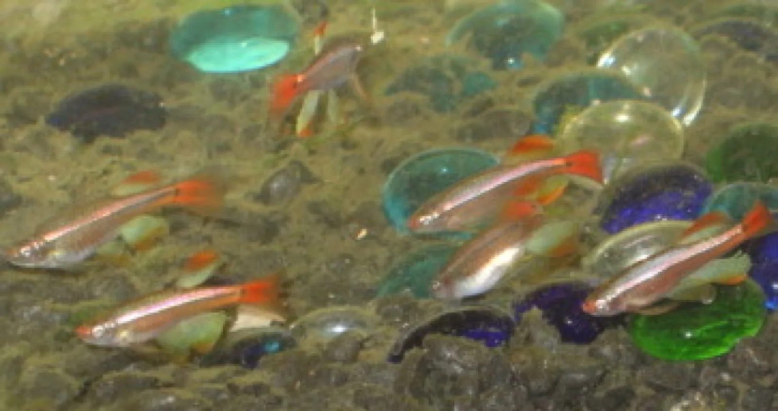 White Cloud Mountain Minnow (Tanichthys albonubes)