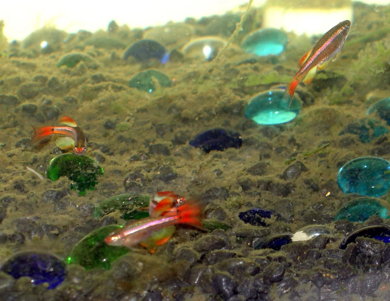 White Cloud Mountain Minnow (Tanichthys albonubes)