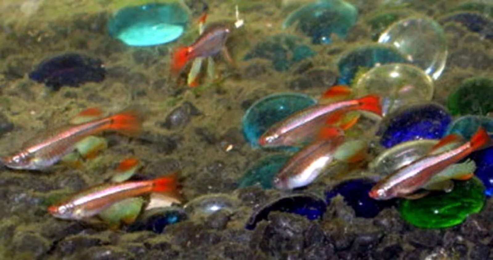 White Cloud Mountain Minnow (Tanichthys albonubes)