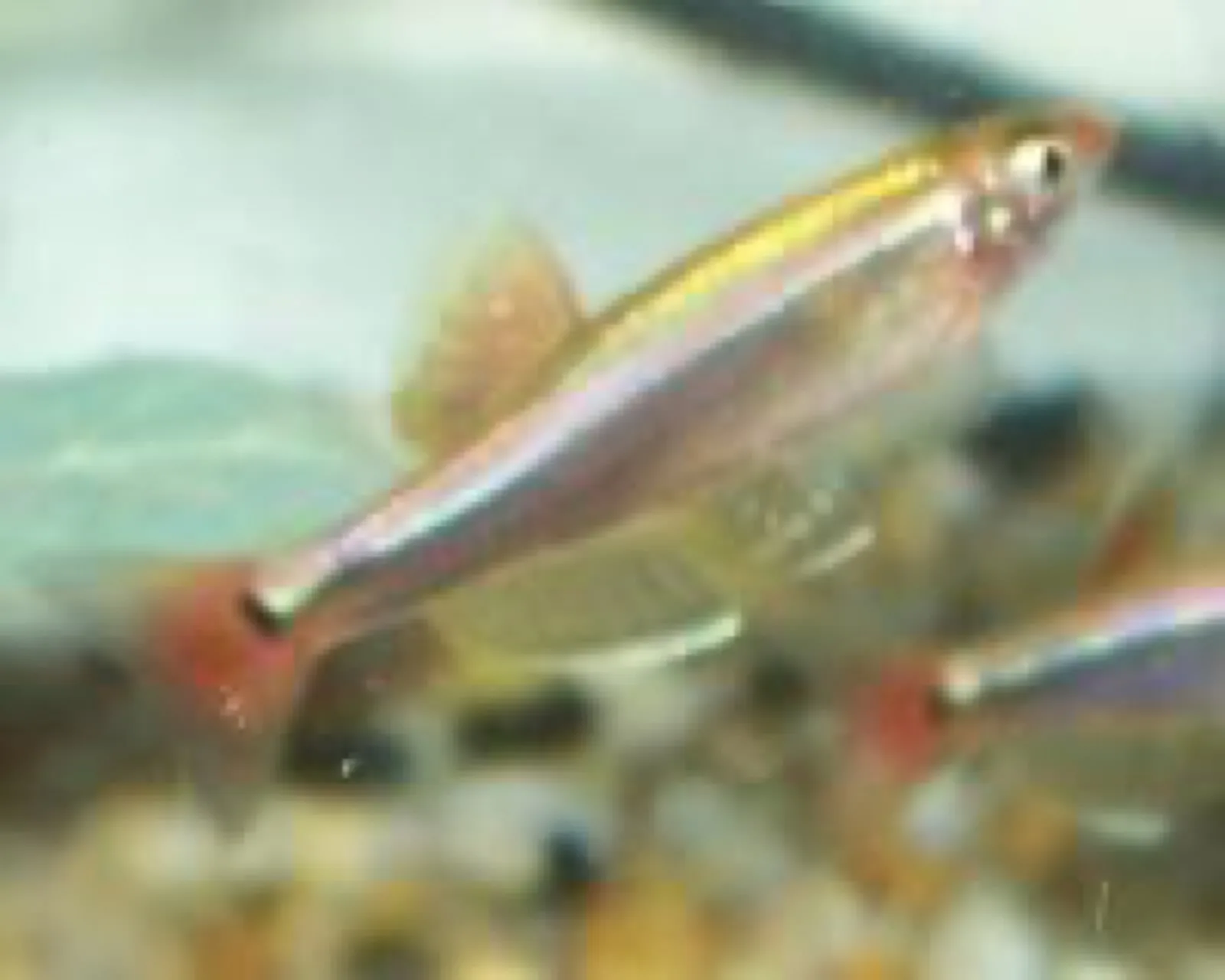 White Cloud Mountain Minnow (Tanichthys albonubes)