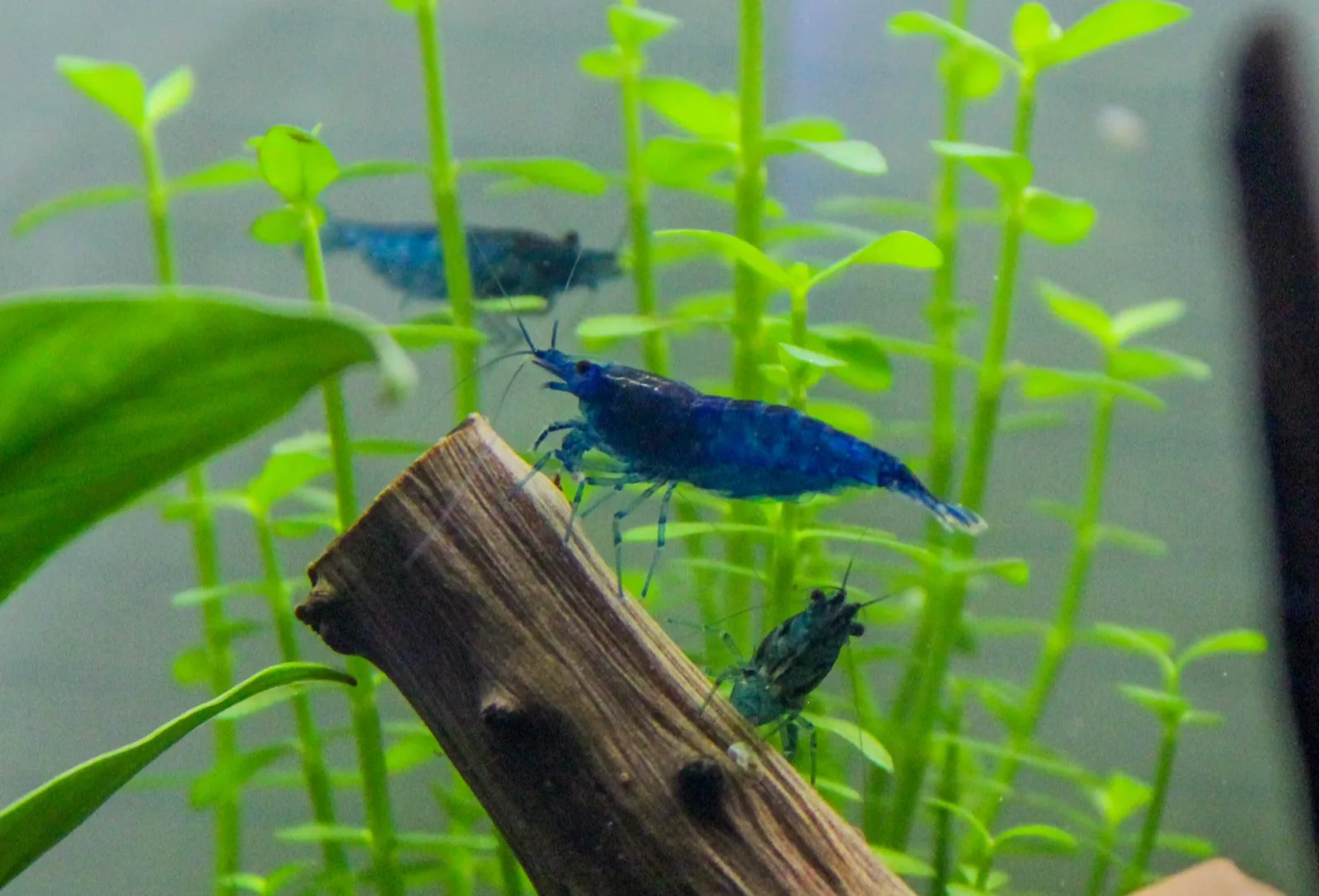 Yellow Neocaridina (Neocaridina davidi 'Yellow')