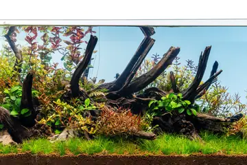 UNS Limited Edition Rimless Aquarium