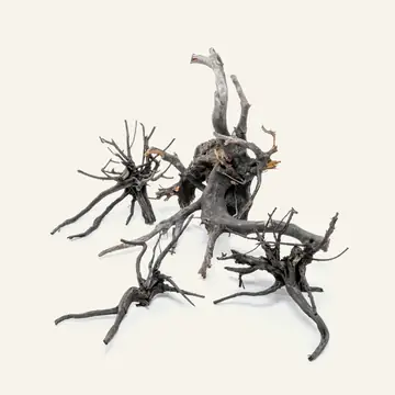 UNS Black Forest Spider Wood