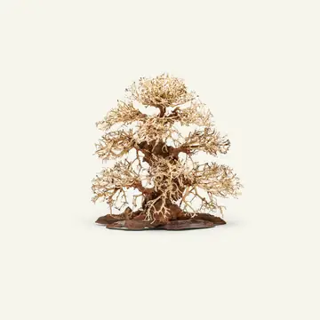 UNS Bonsai Driftwood Trees