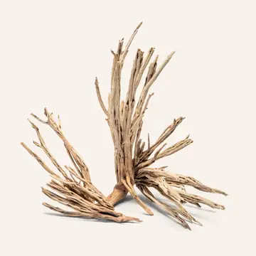 UNS Star Wood