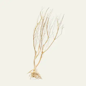 UNS Tree Root Driftwood