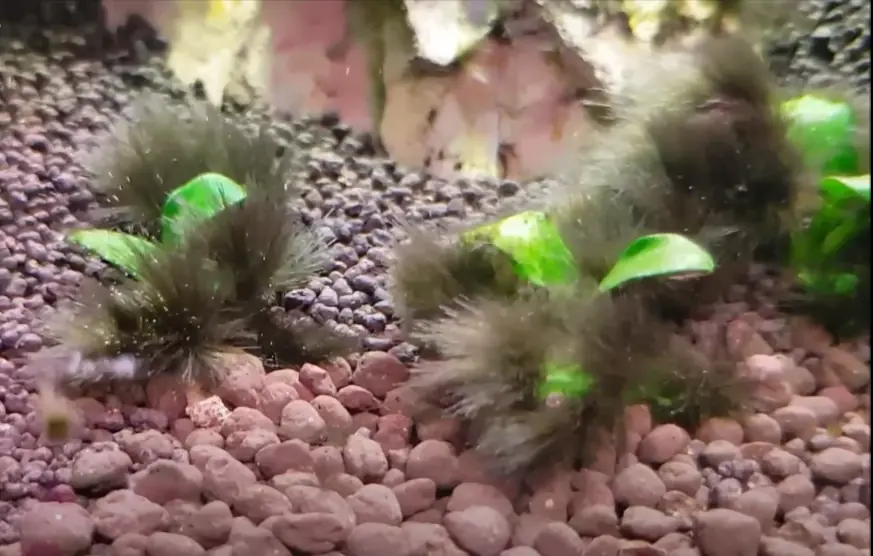 Dark, bushy tufts of black beard algae smothering Anubias plants on red gravel in a freshwater aquarium