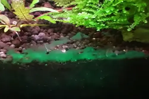 A slimy blue-green sheet of cyanobacteria spreading across the substrate along the front glass of a freshwater planted aquarium