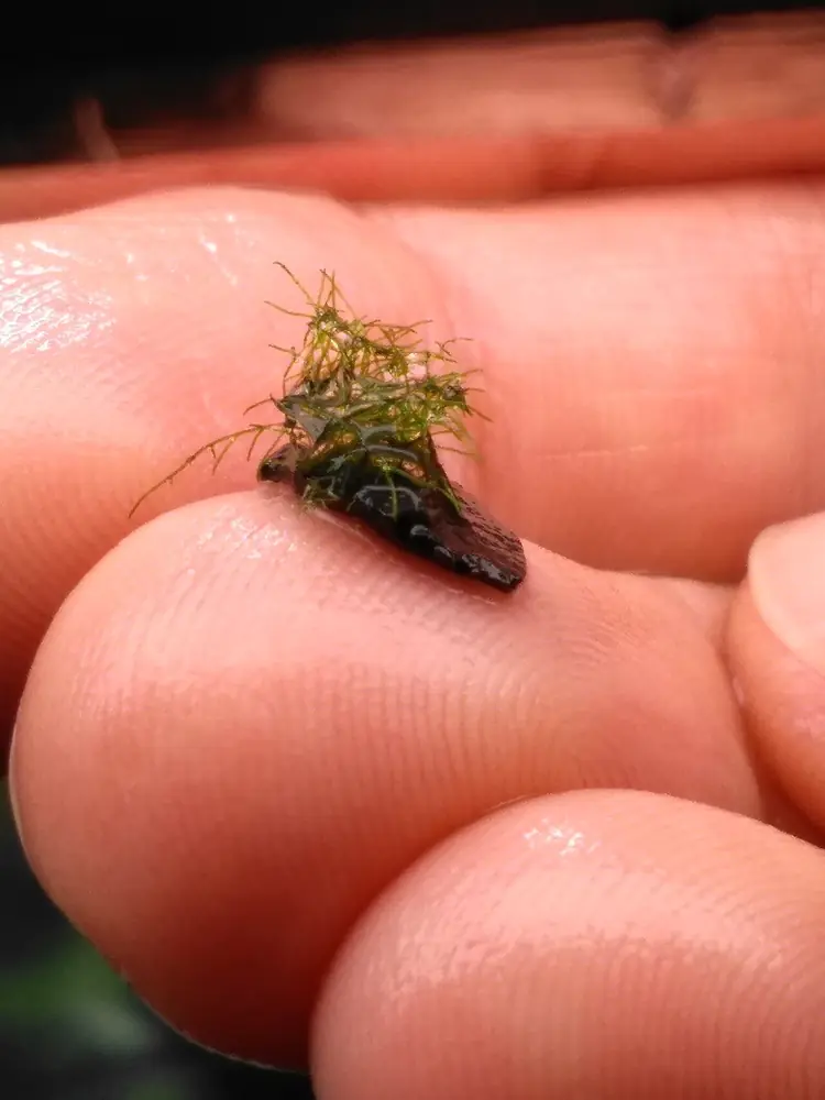 A small tuft of wiry, branching Cladophora filaments attached to a stone chip, held on a fingertip after removal from an aquarium