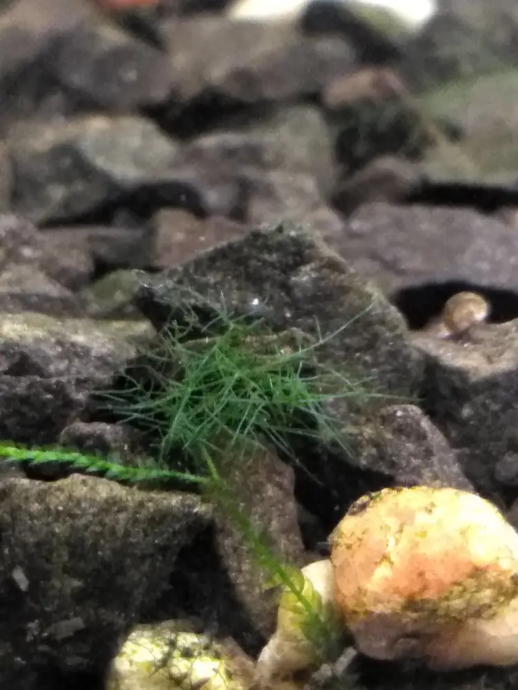 A stiff, branching green tuft of Cladophora growing on a dark stone in a freshwater aquarium