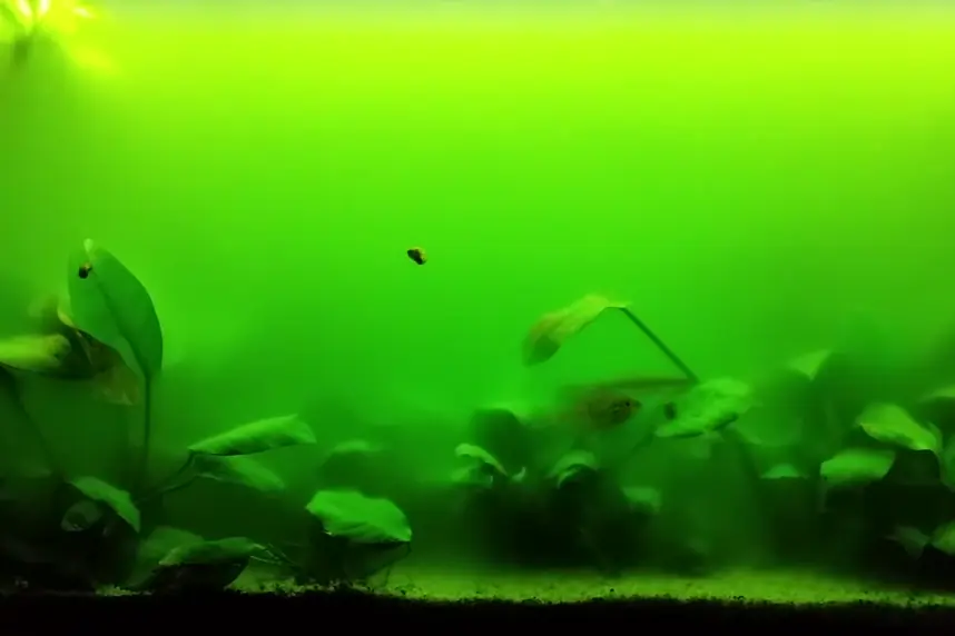 Freshwater aquarium with bright pea-green water from suspended algae, the Anubias plants and fish barely visible