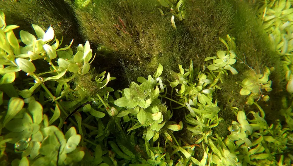 Masses of fine green filamentous algae tangled through submerged Callitriche plants, photographed underwater in a French river
