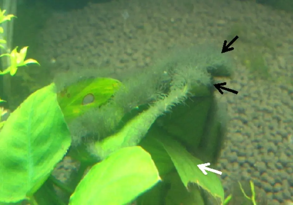 Grey-green branching tufts of Compsopogon, commonly called staghorn algae, growing on Anubias leaves in a pet shop aquarium. Cropped from the original